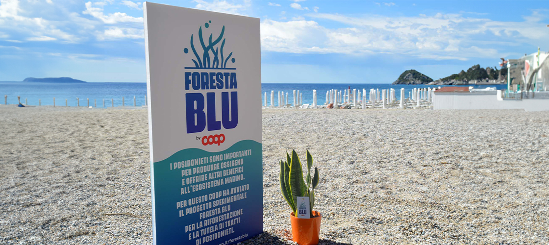 Sansevieria per Foresta Blu Coop